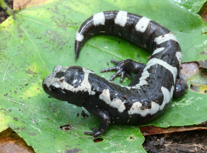 Marbled Salamander